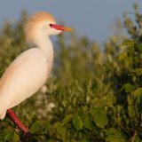 En période de reproduction, le héron garde-bœufs se pare d’un plumage nuptial caractéristique.